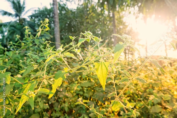 Obraz The light of the sun that shines through the natural forest line in the evening