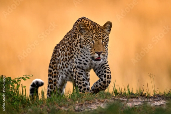 Fototapeta Leopard, Panthera pardus shortidgei, nature habitat, big wild cat in the nature habitat, sunny day on the savannah, Okavango delta Botswana. Wildlife nature. Africa wildlife.