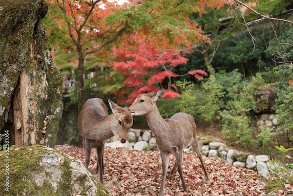 Obraz 寄り添う二頭の鹿と宮島の紅葉