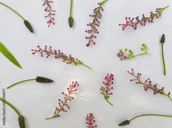 Fototapeta Spring flowers pattern on a white background viewed from above. Top view