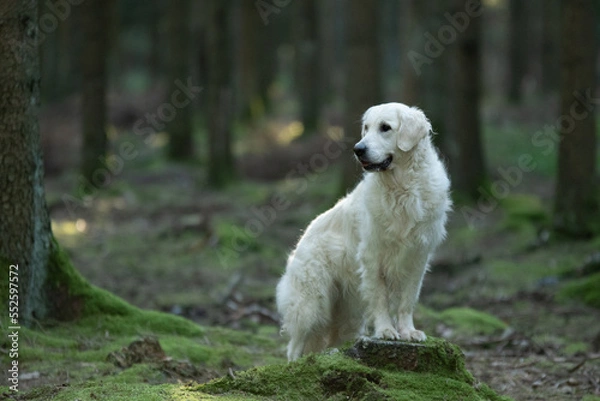 Fototapeta Chien de race golden retriever dans la forêt 