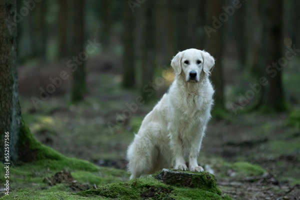 Obraz Chien de race golden retriever dans la forêt 