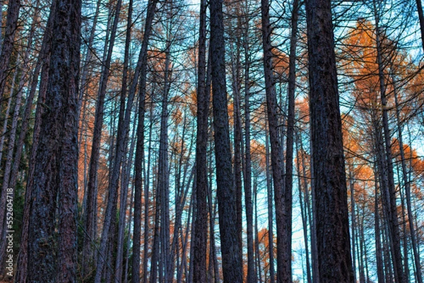 Fototapeta Trunks and larix in autumn