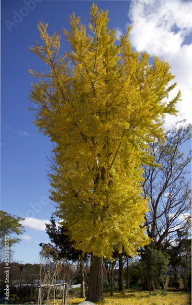 Obraz イチョウの木