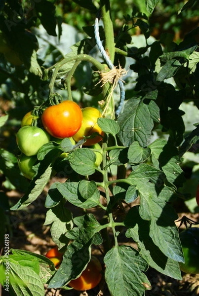Fototapeta tomates bio et feuillage au potager