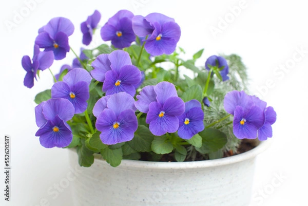 Fototapeta 鉢植えのすみれ