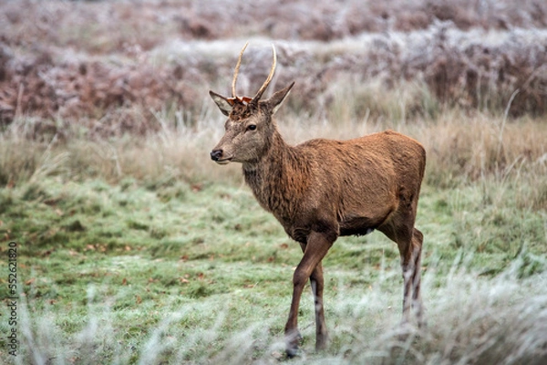 Fototapeta Young stag on the move