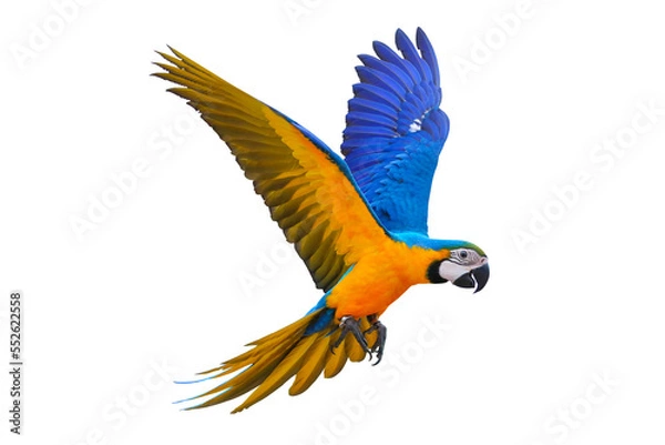 Obraz Colorful flying parrot isolated on transparent background.