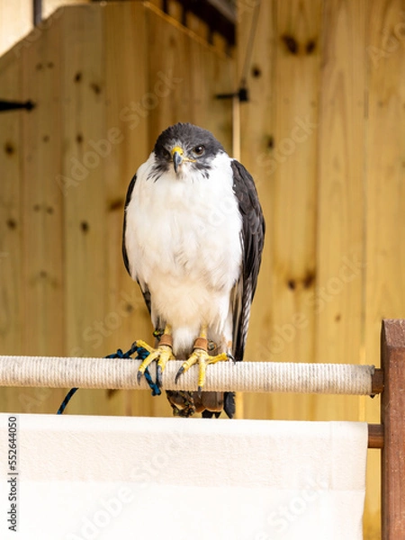 Obraz red tailed hawk