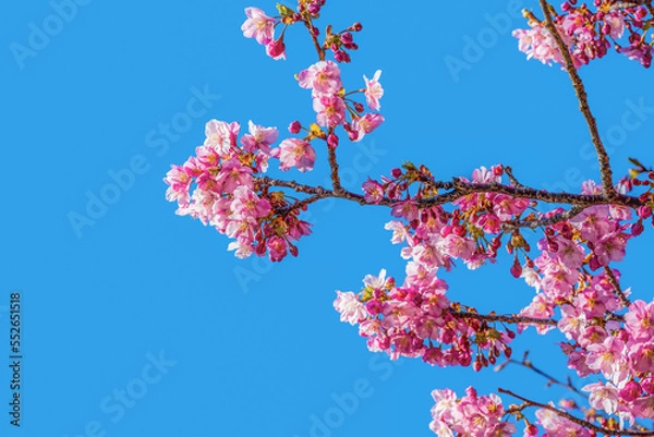 Fototapeta cherry tree blossom