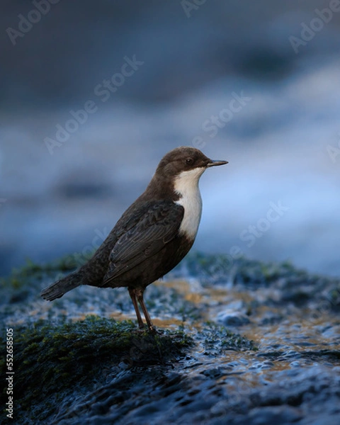 Fototapeta Dipper in a stream