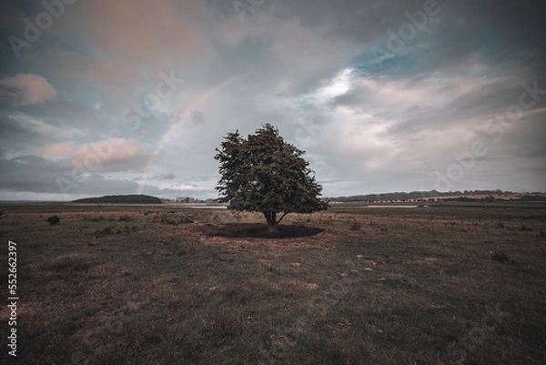 Obraz Ein Baum auf dem Feld mit Regenbogen