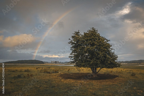 Obraz Ein Baum auf dem Feld mit Regenbogen