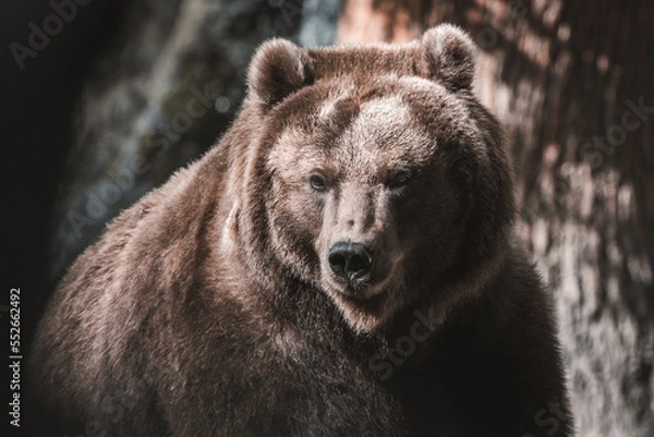 Obraz Braunbär im Hagenbecks Tierpark, Hamburg