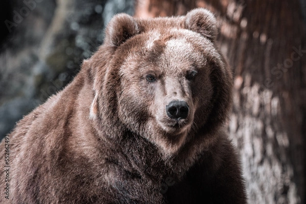 Obraz Braunbär im Hagenbecks Tierpark, Hamburg