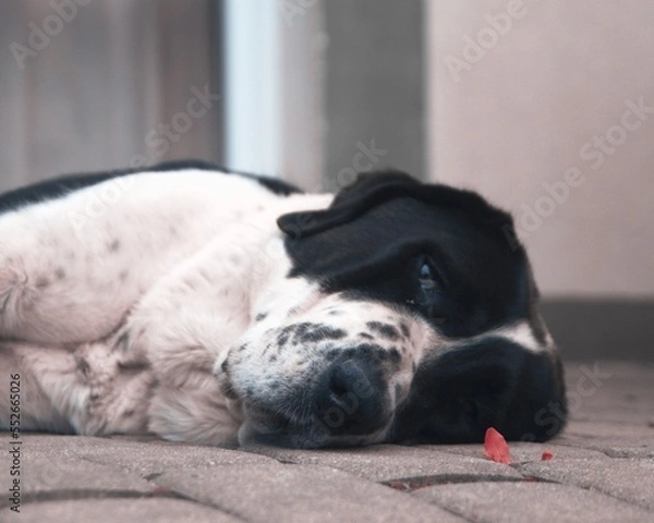 Obraz black and white dog