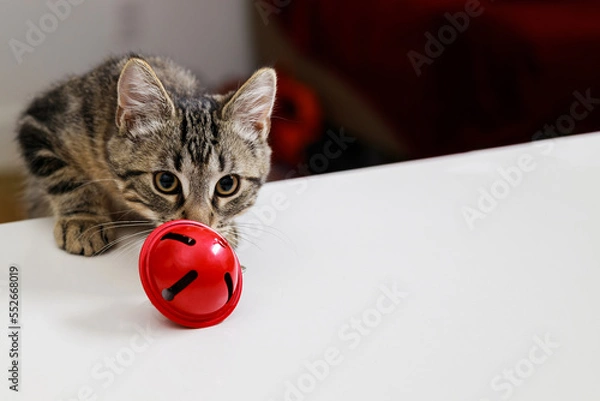 Obraz Striped cat sniffs a red Christmas bell.