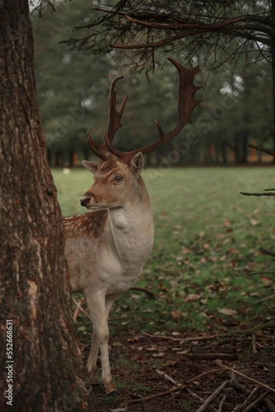 Fototapeta Young deer peeks out from behind a tree. Red deer in the forest and during the rut. A deer with large antlers close-up against the background of a forest clearing. Protection of forest animals