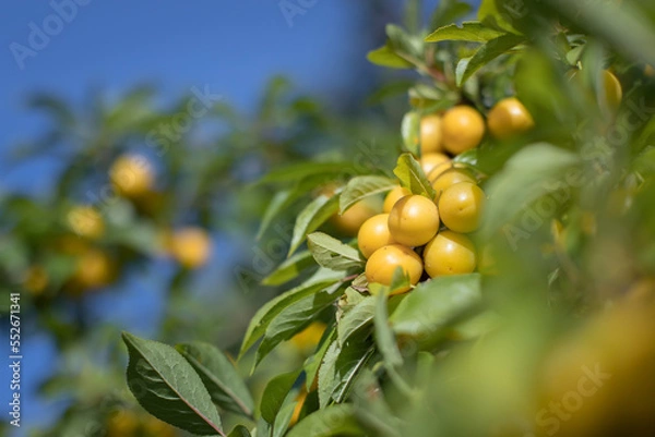 Fototapeta Mirabelle plum (Prunus domestica subsp. syriaca)