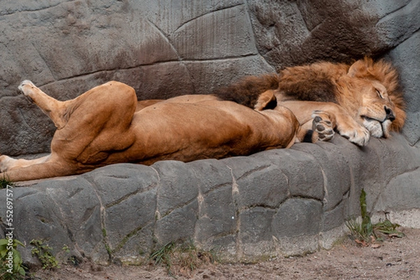 Obraz Schlafende Löwen im Hagenbecks Tierpark, Hamburg