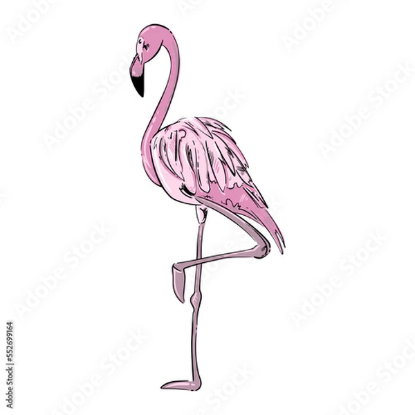 Obraz Vector illustration of a pink flamingo. hand drawing