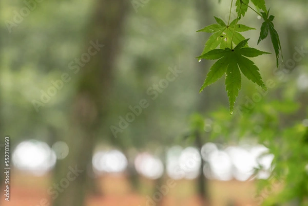 Fototapeta 青紅葉