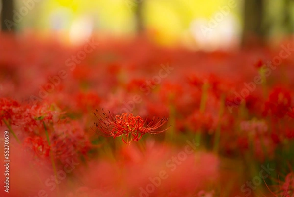 Fototapeta 彼岸花