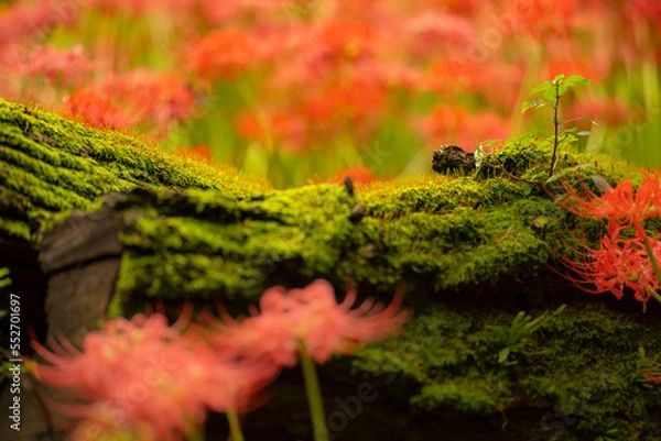 Fototapeta 苔と彼岸花