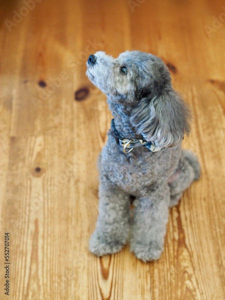 Fototapeta 可愛い表情をする愛犬　トイプードル　お家時間　休日の過ごし方　癒し時間