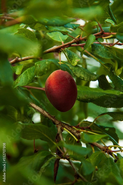 Obraz Ripe violet plum hanging between green tree branches in garden