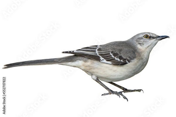 Obraz Isolated Northern Mockingbird