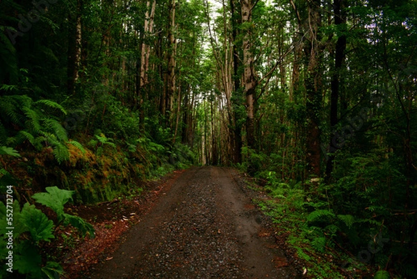 Obraz sendero pumalin