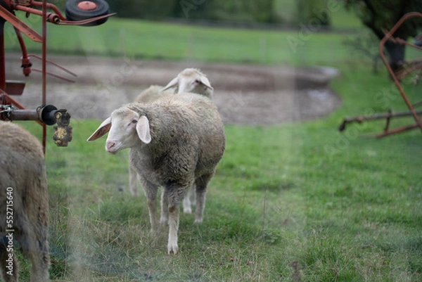 Obraz Schafe auf Wiese