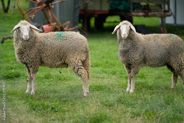 Obraz Schafe auf Wiese