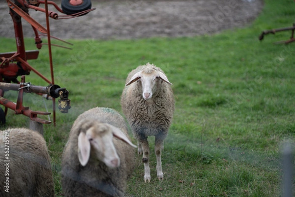 Obraz Schafe auf Wiese