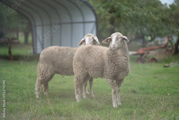 Obraz Schafe auf Wiese