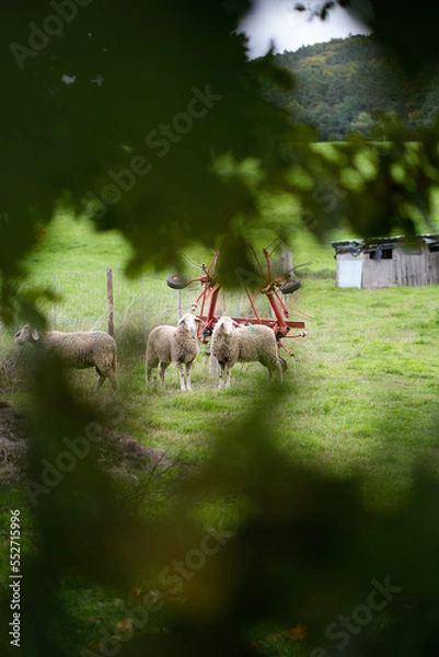 Obraz Schafe auf Wiese