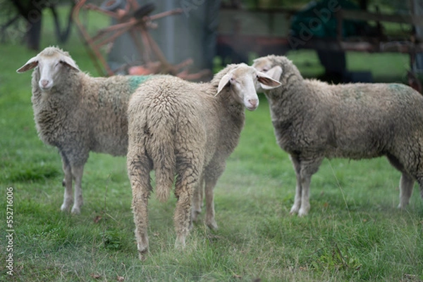 Obraz Schafe auf Wiese