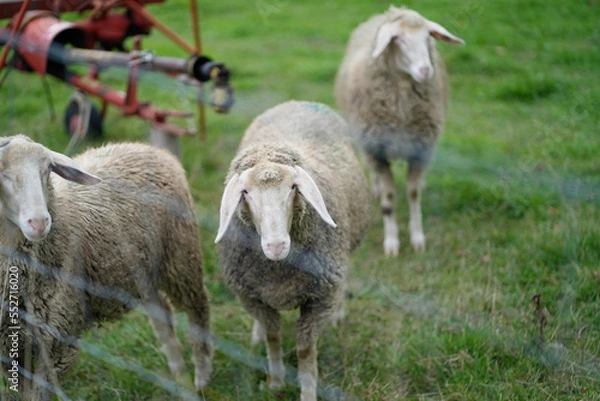 Obraz Schafe auf Wiese