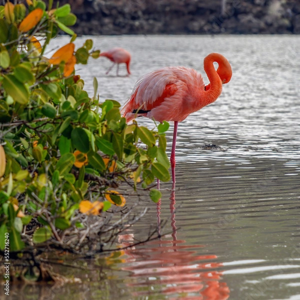Fototapeta American Galapagos Flamingo with gracefully curved neck in a saltwater lagoon of Galapagos