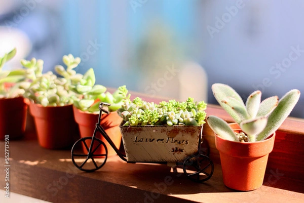 Fototapeta 窓辺の景色　朝日が差し込む部屋の窓に飾られた観葉植物　窓のある生活