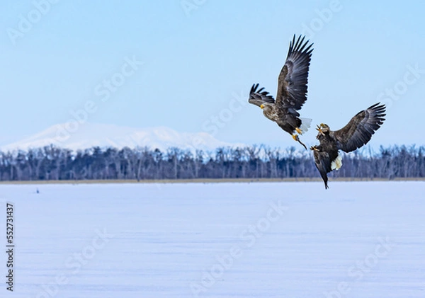 Fototapeta 狩りをする野生の鳥たち