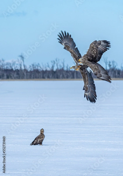 Fototapeta 狩りをする野生の鳥たち