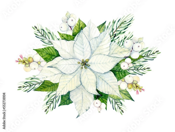 Obraz Watercolor illustration. White poinsettia. Christmas composition of poinsettia, snowberry and pine branches. For packaging design, postcards, stickers, fabric, etc.