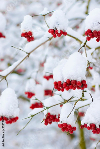 Fototapeta clusters of viburnum berries covered with a thick layer of snow. winter mobile background