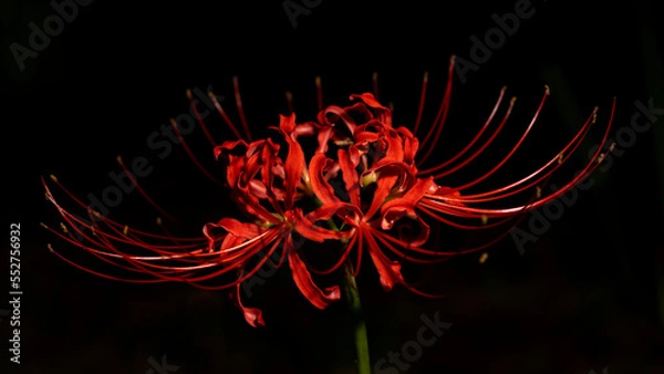 Fototapeta 満開の彼岸花