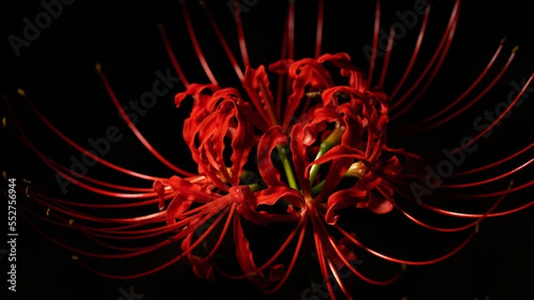 Fototapeta 満開の彼岸花