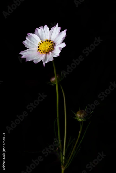 Fototapeta コスモスの花