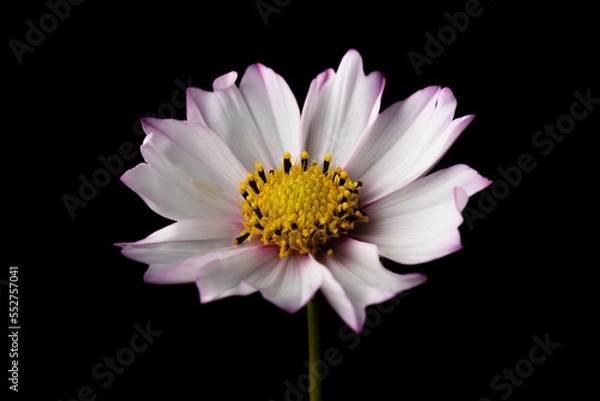 Fototapeta コスモスの花