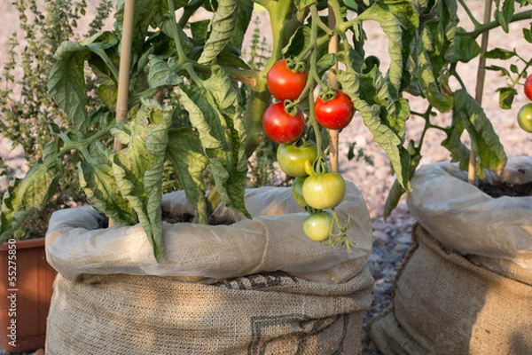 Obraz Pomidory - Rośliny przenośne w ogrodnictwie miejskim